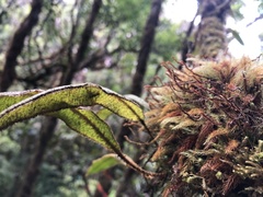 Elaphoglossum paleaceum