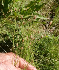 Eleocharis montevidensis