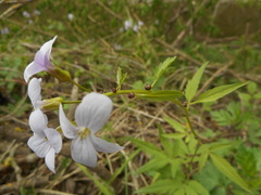 Cardamine bulbifera