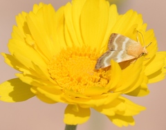 Schinia miniana