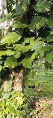 Epipremnum