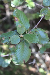 Cercocarpus fothergilloides