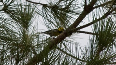 Setophaga townsendi × occidentalis