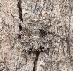 Arachnida
