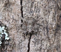 Arachnida