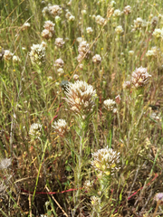Castilleja attenuata