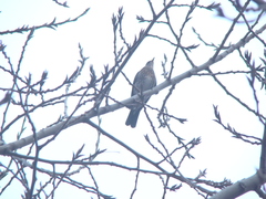Turdus pilaris