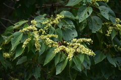 Heliocarpus pallidus