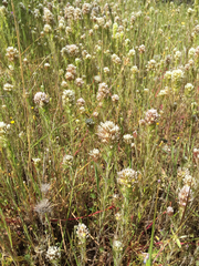Castilleja attenuata