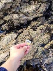 Nemalion elminthoides