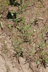 Gayophytum diffusum strictipes
