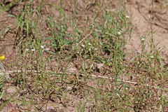 Gayophytum diffusum strictipes