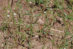 Gayophytum diffusum strictipes