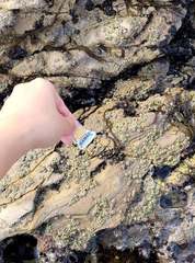 Nemalion elminthoides