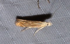 Isophrictis striatella