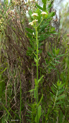 Holocheilus brasiliensis