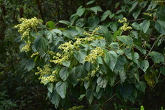 Heliocarpus pallidus