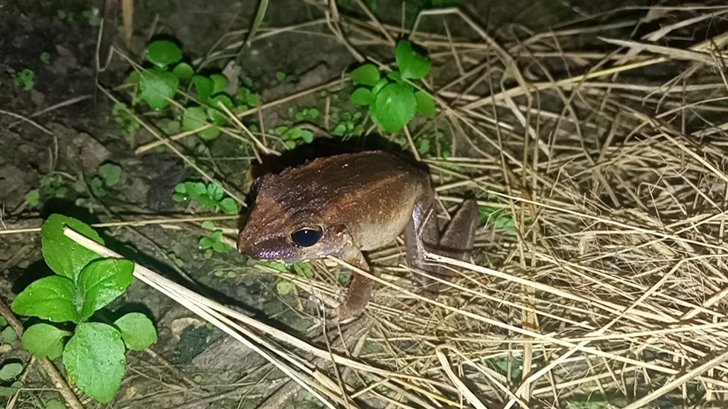 Dumeril's Wrinkled Ground Frog (Platymantis dorsalis)