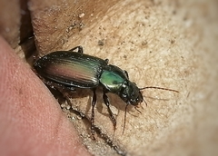 Harpalinae