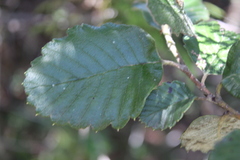 Cercocarpus fothergilloides