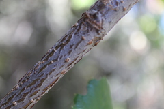 Cercocarpus fothergilloides