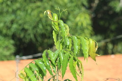 Polyalthia