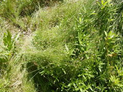 Eleocharis montevidensis