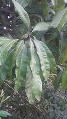 Mangifera indica image