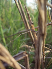 Tetanorhynchini