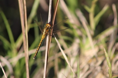 Orthetrum hintzi