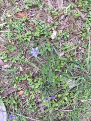 Sisyrinchium pruinosum
