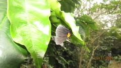 Hades noctula