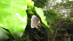 Hades noctula