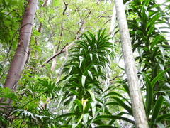 Dracaena americana