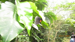Hades noctula