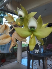 Cycnoches warscewiczii
