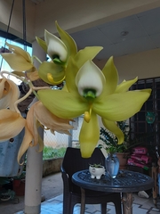 Cycnoches warscewiczii