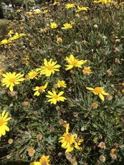 Euryops chrysanthemoides