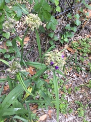 Tradescantia gigantea