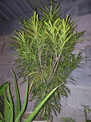 Codiaeum variegatum