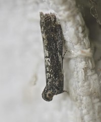 Sciota melanostyla