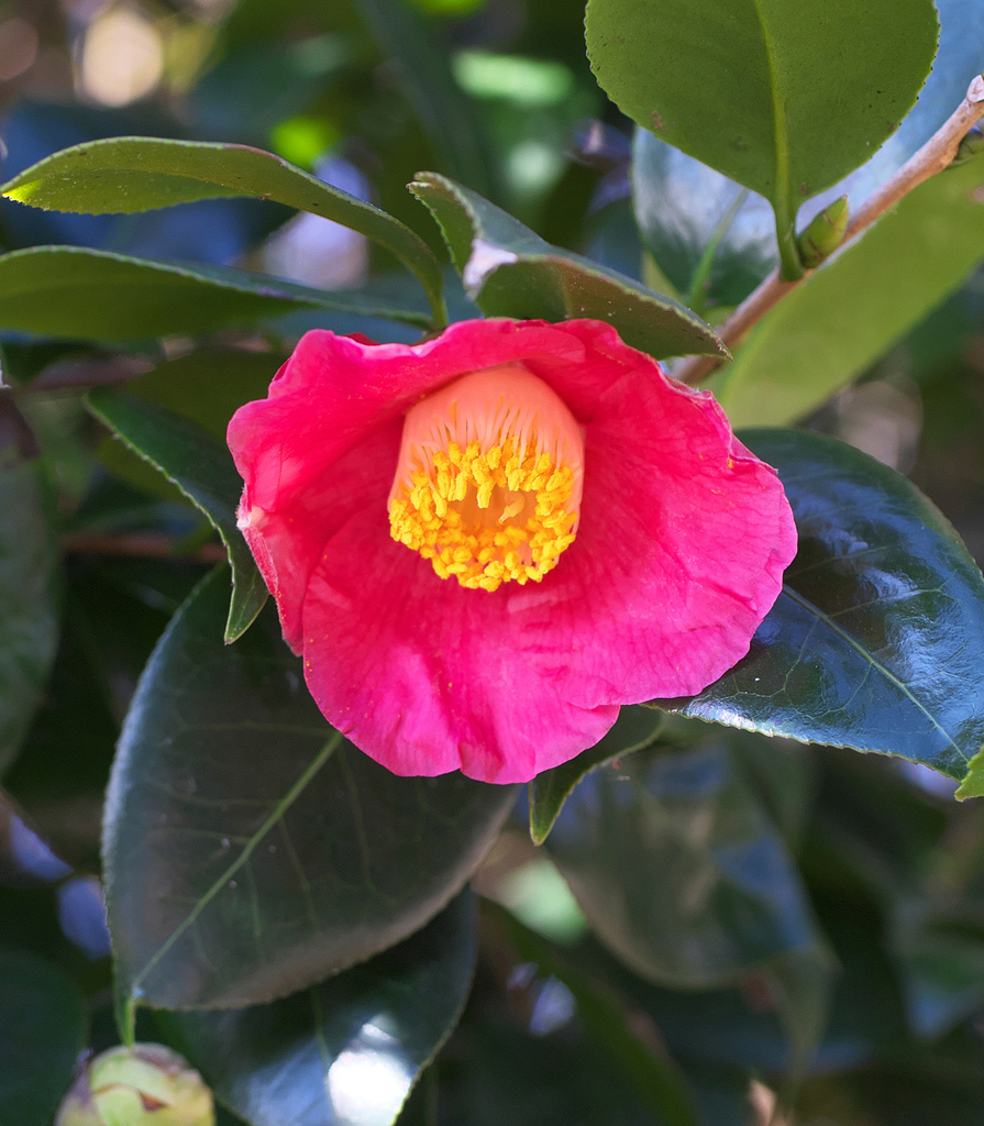 Camellia