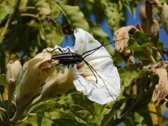 Sphaenothecus trilineatus