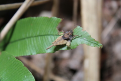 Eomorphopus
