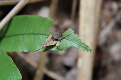 Eomorphopus