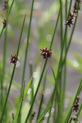 Schoenoplectus pulchellus