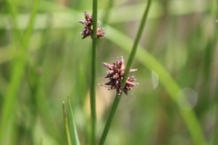 Schoenoplectus pulchellus