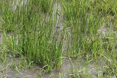 Schoenoplectus pulchellus