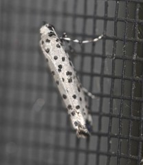 Yponomeuta internellus