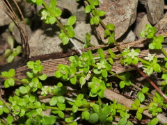 Galium propinquum